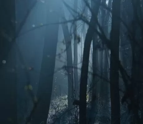 Scary Woodland Scene